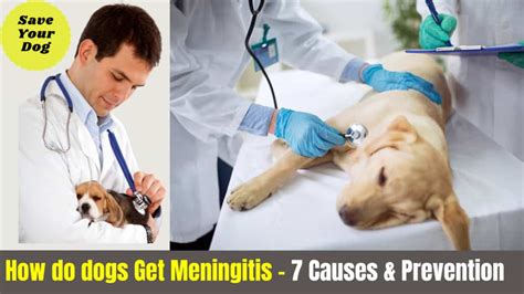 does meningitis in dogs come on suddenly